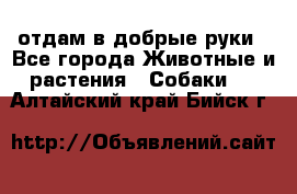 отдам в добрые руки - Все города Животные и растения » Собаки   . Алтайский край,Бийск г.